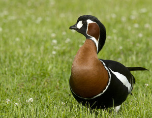 Red-breasted goose