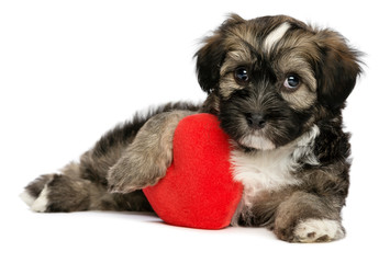 Lover Valentine Havanese male puppy dog is holding a red heart