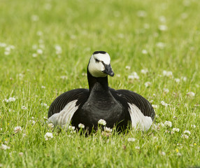 Barnacle goose