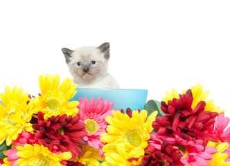 Cute kitten iand flowers