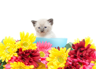 Cute kitten iand flowers