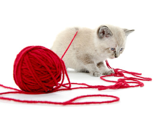 Cute kitten and red yarn