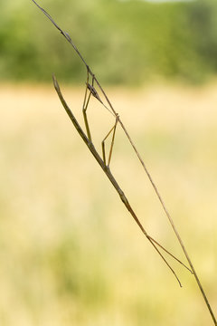 รูปภาพStick-Bug – เลือกดูภาพถ่ายสต็อก เวกเตอร์ และวิดีโอ257 | Adobe Stock