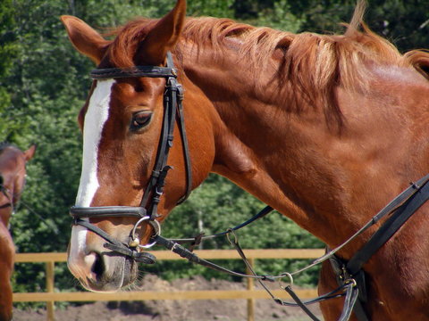 Chestnut horse with bridle portrait