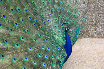 Peacock (portrait)