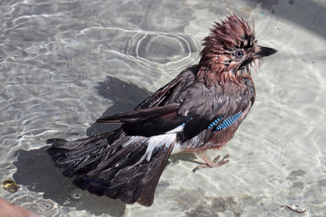 Eurasian Jay