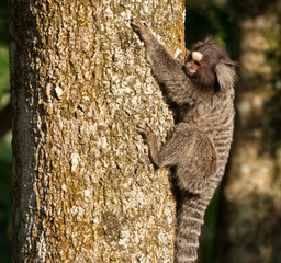 Monkey Marmoset in Rio de Janeiro. Brazil