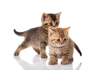 kitten on a white background