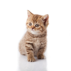kitten on a white background