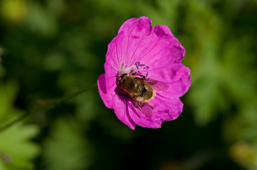 Bee feeding on flower