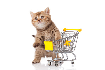 Fototapeta na wymiar british cat with shopping cart isolated on white. kitten osolate