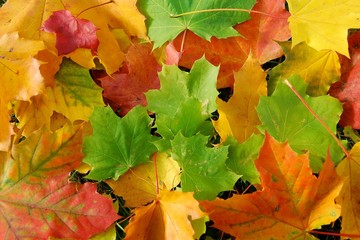 Herbstlaub: bunte Ahornblätter