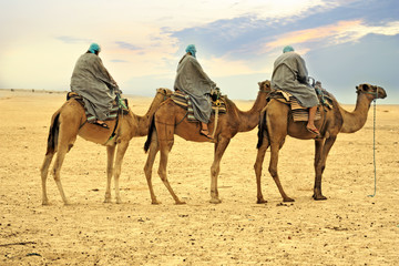 Camel caravan in desert, Sahara, Tunisia