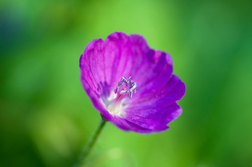 Summer garden flora