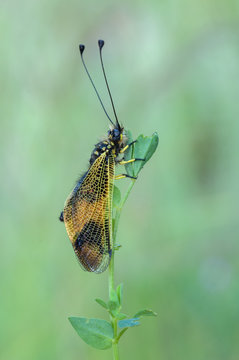 Libelloides longicornis