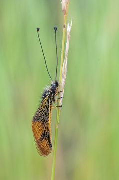 Libelloides longicornis