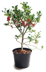 Ilex aquifolium © 7monarda