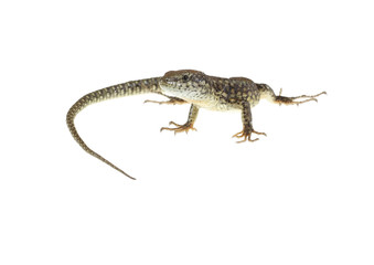 Naklejka premium common lizard