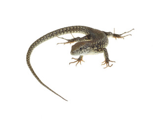 common lizard