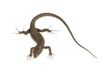 common lizard