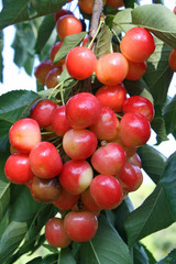 red cherries on a branch in the summer sun
