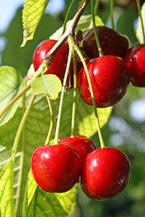 red, ripe cherries hanging from a branch in the summer sun
