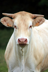 Fototapeta na wymiar krowa