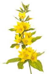 Blühender Goldfelberich