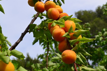 abricot sur l'arbre