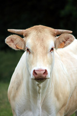 vache