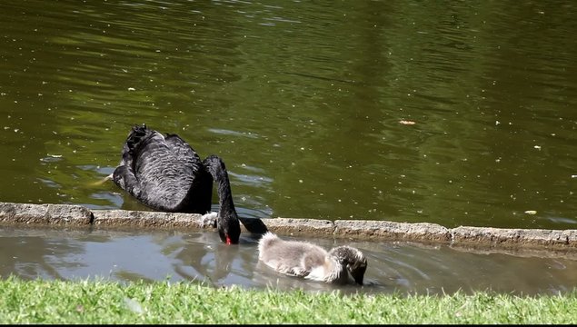 cygnes noir