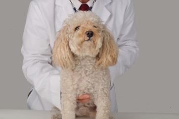 Veterinarian and Dog