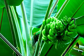 Banana Bunch