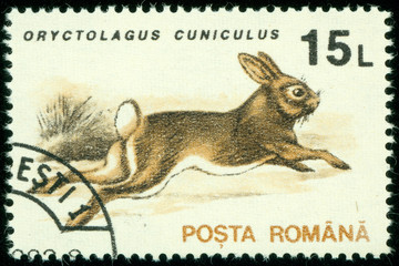 running hare