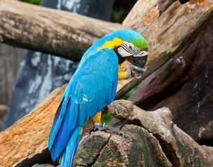 colorful macaw