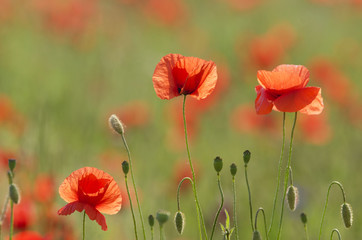 the poppies field