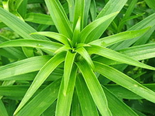 Lily leaf texture