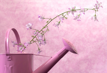 bell flower over pink background © TTLmedia