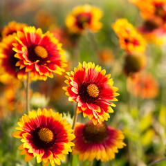 Beautiful red flowers. Gaillardia pulchella (Blanket flower)