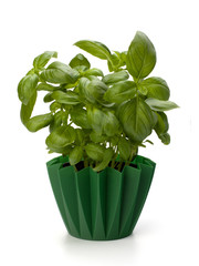 Sweet basil leaves