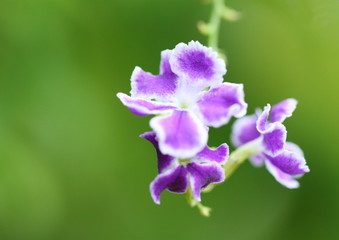 タイワンレンギョウ Durantarepens