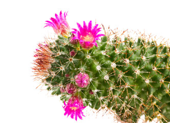 Blossoming cactus.