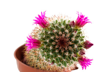 Blossoming cactus.