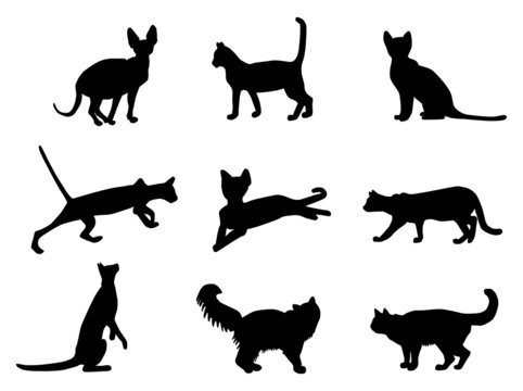 Cats vector silhouettes