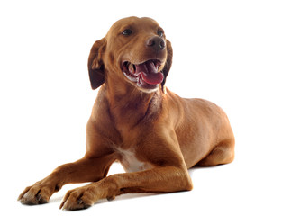 vizsla