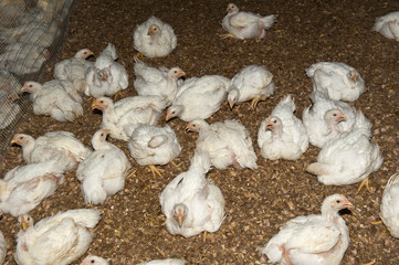 chicken farm