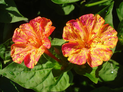 Mirabilis Jalapa