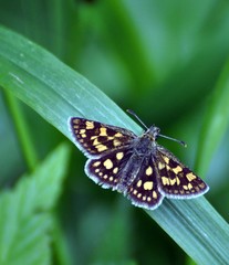 Gelbwürfliger Dickkopffalter