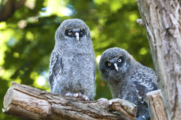 Great Grey Owl - Powered by Adobe