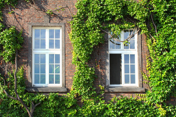 Fototapeta na wymiar overgrown windows